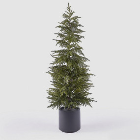 Cedro em Vaso 152cm